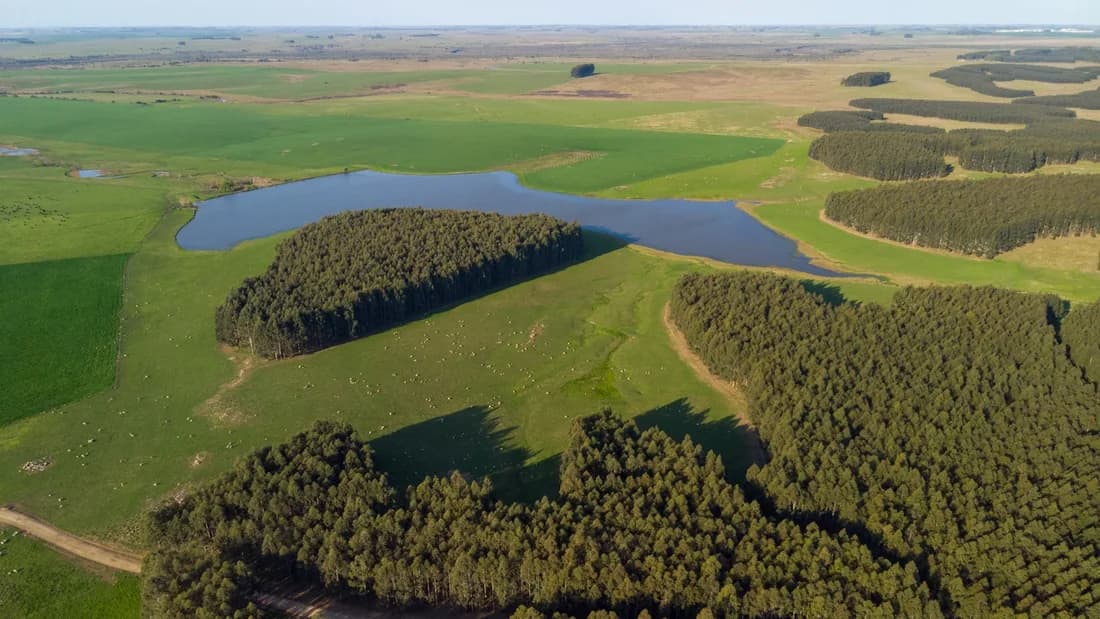 Asseguramos o funcionamento de comunicações críticas para produtores florestais no Uruguai